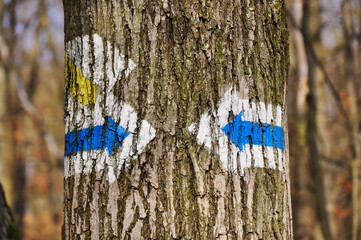 Rezerwat Przyrody "Wąwóz Lipa" - Park Krajobrazowy "Chełmy". Strzałki oznaczające szlak namalowane na korze drzew w otoczeniu lasu. © Pol Badger