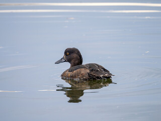 Female tufted duck swimming on water