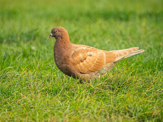 Red pigeon on a grassy meadow