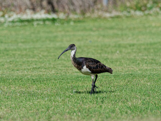 Straw-necked Ibis (Threskiornis spinicollis) standing on a grass field.