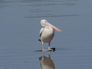 Australian pelican (Pelecanus conspicillatus) standing on submerged shopping trolley in a lagoon

