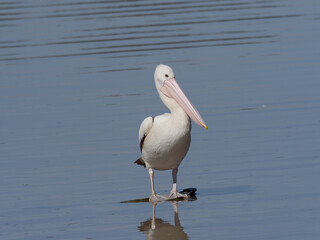 Australian pelican (Pelecanus conspicillatus) standing on submerged shopping trolley in a lagoon
