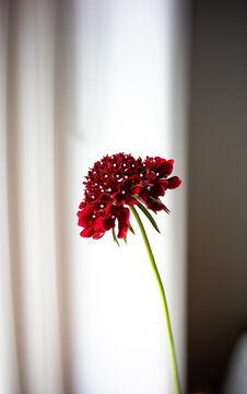 Single Black Pincushion, scabiosa atropurpurea 'Black Knight'