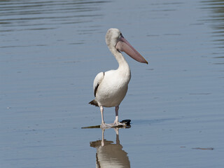 Australian pelican (Pelecanus conspicillatus) standing on submerged shopping trolley in a lagoon
