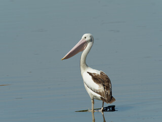 Australian pelican (Pelecanus conspicillatus) standing on submerged shopping trolley in a lagoon
