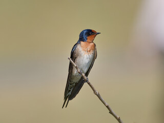 Welcome Swallow (Hirundo neoxena) perched on a thin branch at Telarah Lagoon NSW Australia