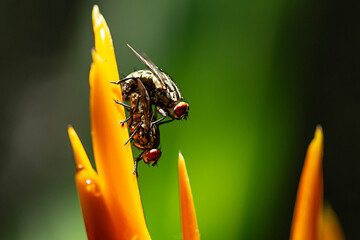 a pair of flies mating on a yellow flower in the morning on a green blurred background