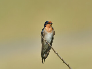 Welcome Swallow (Hirundo neoxena) perched on a thin branch at Telarah Lagoon NSW Australia