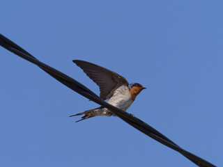 Welcome Swallow  (Hirundo neoxena) perched on a twisted black cable with wings spread about to take off and fly away
