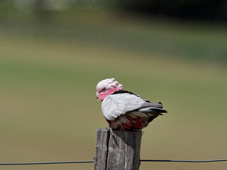Australian Galah (Eolophus roseicapilla) perched on a timber fence post with bokeh background.