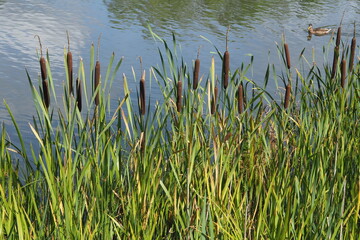 Green reed leaves on the background of a blue lake
