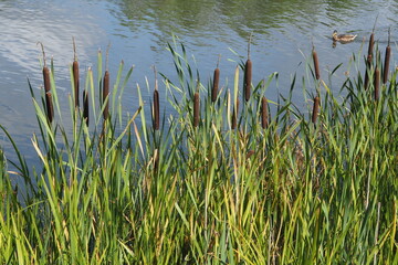 Green reed leaves on the background of a blue lake
