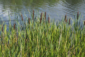 Obraz premium Green reed leaves on the background of a blue lake 