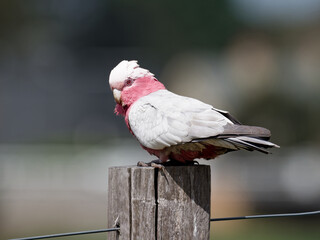 Australian Galah (Eolophus roseicapilla) perched on a timber fence post with bokeh background.