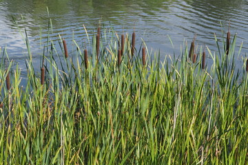 Fototapeta premium Green reed leaves on the background of a blue lake 