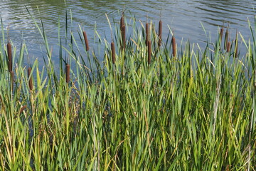 Obraz premium Green reed leaves on the background of a blue lake 