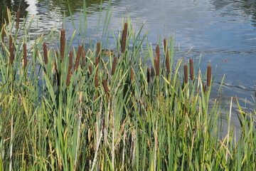 Green reed leaves on the background of a blue lake
