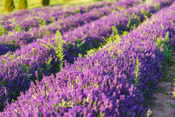 Wide view of blooming lavender field under strong summer light. Rows of vibrant purple flowers create stunning natural texture, representing fragrance. Landscape, natural background, herbal wallpaper