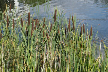 Green reed leaves on the background of a blue lake
