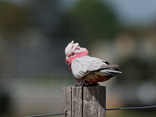 Australian Galah (Eolophus roseicapilla) perched on a timber fence post with bokeh background.