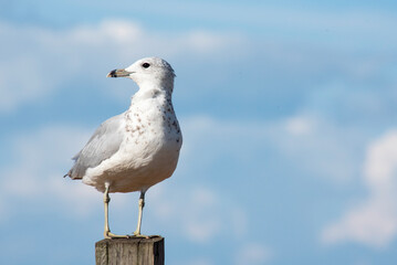 Seagull standing on a wooden pillar