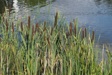 Green reed leaves on the background of a blue lake
