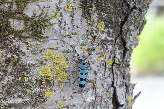 Blue Longhorn Beetle with Black Spots (Rosalia batesi) in Japan