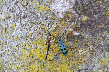 Blue Longhorn Beetle with Black Spots (Rosalia batesi) in Japan