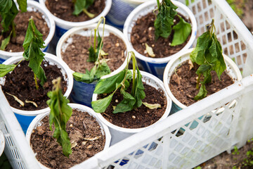Frozen seedlings in cups for planting pepper plants. Frosts in spring, close-up