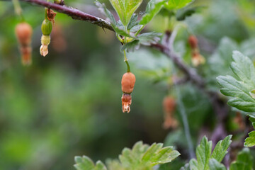 Brown rotten and frostbitten gooseberry berries on a bush branch in spring, close-up