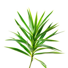 Obraz premium and keyword list based on the image.. Green Leaves Pointing Upwards Against a Solid Black Background