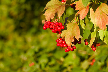 Fototapeta premium Close-up of viburnum berries hanging on a branch, showing vibrant red color in natural light