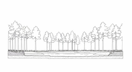Detailed cross-section illustration showcasing forest ecosystem with river and ground layers