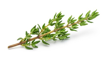 Fresh sprig of thyme with green leaves on a white background
