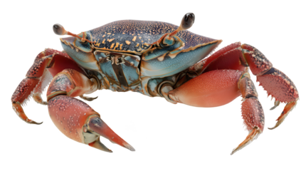 Vivid crab with blue shell, red claws, and intricate detail, posing proudly