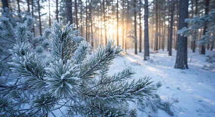 Frost-Covered Pine Needles in Winter