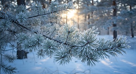 Frost-Covered Pine Needles in Winter
