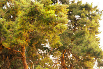 Pine trees at sunset summertime natural background