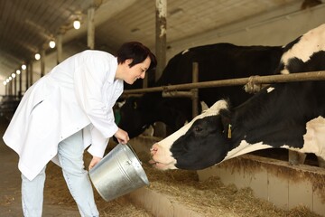Farmer with bucket feeding cute cows inside cowshed in dairy farm