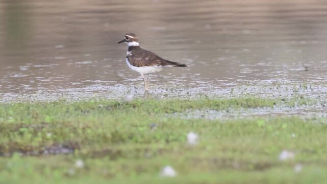 Slow motion of a Killdeer (Charadrius vociferus) foraging along the shoreline of Shugru Reservoir in Lassen County, California.