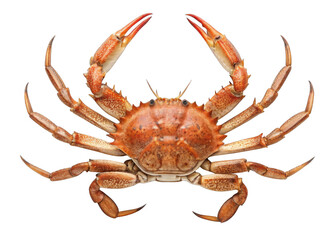 Crab isolated on a transparent background.