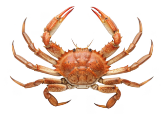 Crab isolated on a transparent background.