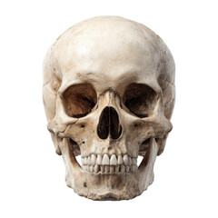 Human skull frontal view detailed bone structure anatomy head, Isolated On Png Transparent Background