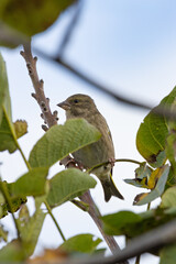 European Greenfinch (Chloris chloris) common in parks and gardens across Europe and western Asia