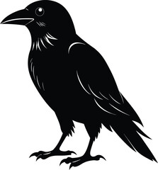 Silhouette of a crow on a white background