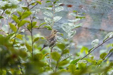 European Greenfinch (Chloris chloris) common in parks and gardens across Europe and western Asia