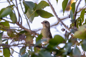 European Greenfinch (Chloris chloris) common in parks and gardens across Europe and western Asia