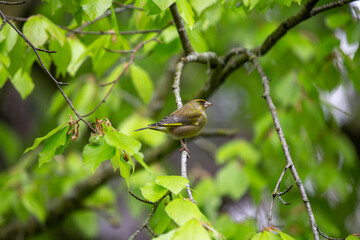European Greenfinch (Chloris chloris) common in parks and gardens across Europe and western Asia