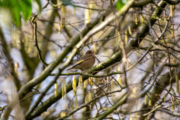 European Greenfinch (Chloris chloris) common in parks and gardens across Europe and western Asia