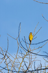 European Greenfinch (Chloris chloris) common in parks and gardens across Europe and western Asia